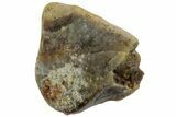 Fossil Iguanodon Shed Tooth - England #316982-1